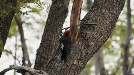 Magellanic-Woodpecker-Pecking-At-Tree-Trunk-In-The-Forest---Close-Up