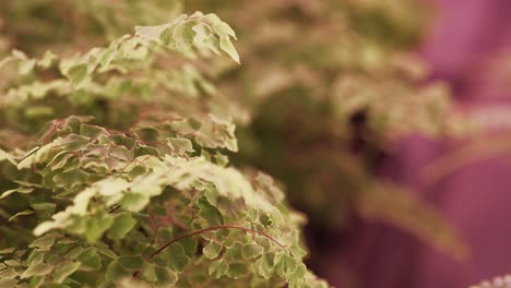 The-fern-sways-in-the-growing-tray-under-a-fan's-breeze