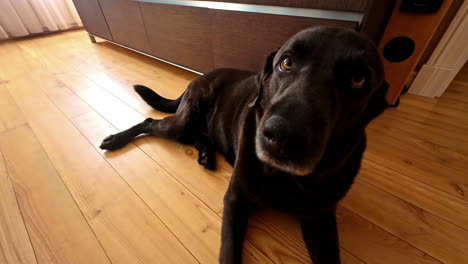 Close-up-shot-of-a-black-labrador-dog-sitting-and-wagging-it's-tail-when-a-male-hands-gently-pats-the-head