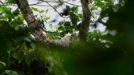 Camera-zooms-in-while-this-Eagle-looks-to-the-right,-Philippine-Eagle-Pithecophaga-jefferyi,-Philippines