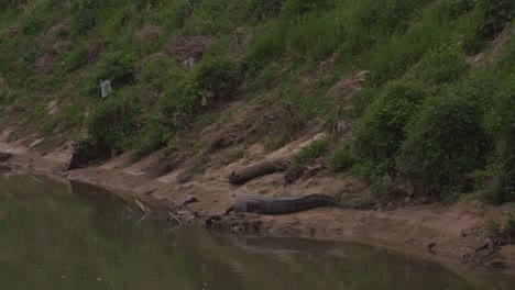 Aufsteigende-Drohnenaufnahme-Der-Innenstadt-Von-Houston,-Die-Einen-Großen-Alligator-Im-Buffalo-Bayou-Zeigt