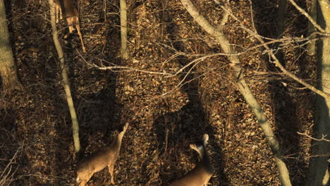 Grazing-White-Tailed-Deers-On-Forest-With-Dry-Bare-Trees