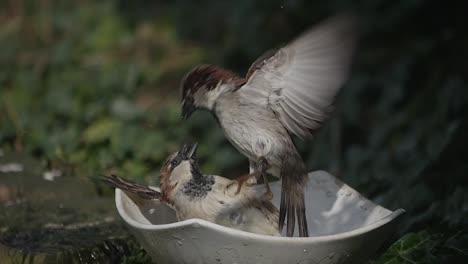 Weite-Aufnahme-Von-Zwei-Haussperlingen,-Die-Tagsüber-In-Zeitlupe-In-Einem-Vogelbad-In-Einem-Garten-Kämpfen