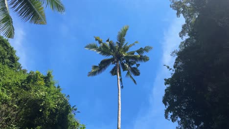Tall-palm-coconut-tree,-surrounded-by-lush-forest-vegetation-clear-blue-sky