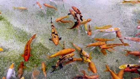 Koi-Und-Goldfische-Schwimmen-Im-Süßwasser