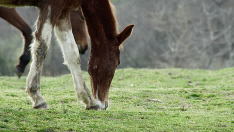 Brown-wild-horse-standing-on-a-green-meadow-and-eats-grass-slow-motion