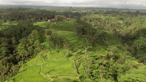 Aerial-view-of-stunning-mountain-rice-terrace-fields-with-golden-sunlight-and-dense-jungle,-Bali,-Indonesia