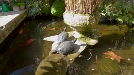 Zwei-Schildkröten-Bräunen-Sich-An-Einem-Typischen-Tag-Im-Warmen-Sonnenlicht-Am-Koi-Teich