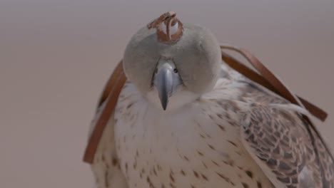 Close-up-of-a-hooded-falcon-perched,-with-desert-backdrop,-serene-vibe