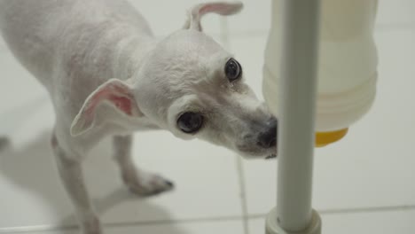 Bald-Toy-Poodle-Drinking-Water