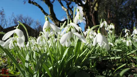 Hermosas-Flores-Blancas-De-Campanillas-A-La-Luz-Del-Sol-Después-Del-Invierno