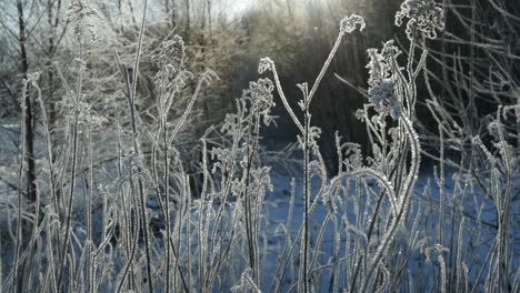 Día-Soleado-De-Invierno,-Plantas-Cubiertas-De-Escarcha