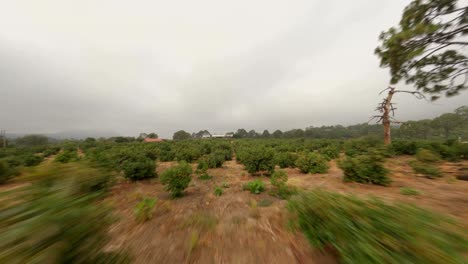 FPV-Drohnenaufnahme-Eines-Avocado-Obstgartens-In-Michoacan
