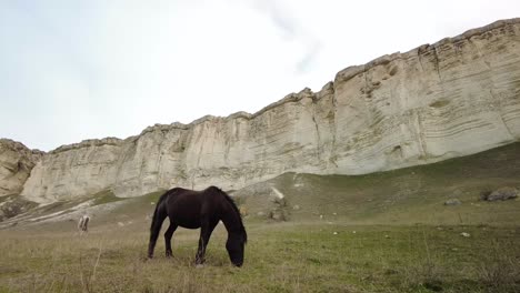 Experience-the-grandeur-of-Crimea-as-you-immerse-in-the-sight-of-horses-grazing-by-the-white-cliff-in-this-video,-embodying-natural-beauty-and-tranquility