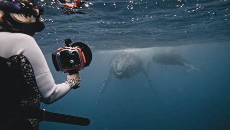 Underwater-Cinematographer-Documenting-Humpback-Whales-In-The-Kingdom-Of-Tonga