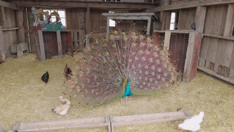 Pfau-Zeigt-Volle-Schwanzfedern-Im-Streichelzoo