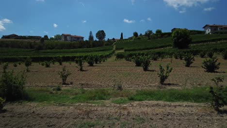 Flying-at-ground-level-over-vineyards-in-the-Langhe-region,-Italy