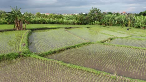 Dolly-shot-of-wet-rice-field-crops-at-Canggu,-Bali,-Indonesia