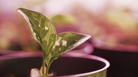 Tiny-Pothos-plant-leaves-waving-due-to-a-fan