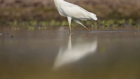 Las-Garcetas-Se-Reflejan-En-El-Agua,-La-Garceta-Se-Mueve-Para-Cazar-Peces-En-El-Lago.