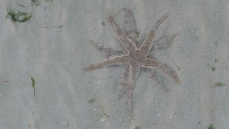 Two-starfish-on-Koh-Kradan---most-beautiful-island-in-Thailand