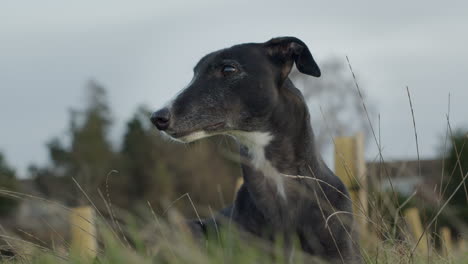 Windhund-Haustier-Tier-Mit-Langem-Hals-Im-Hohen-Gras