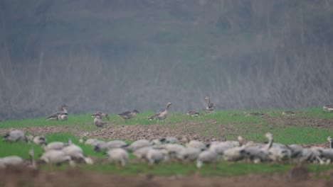 El-Ganso-Común-Y-El-Ganso-Con-Cabeza-De-Barra-En-Los-Campos-De-Trigo.