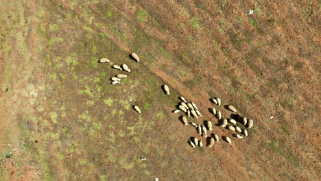 Drohne-Erfasst-Andenlandschaft-Mit-Grasenden-Schafen