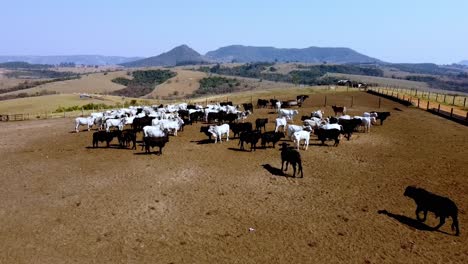 Nelore-Rasse,-Brasilianische-Rinderzuchtbetriebe-Zur-Rindfleischproduktion
