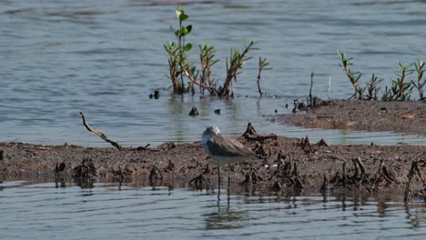 Die-Kamera-Zoomt-Heraus-Und-Gleitet-Nach-Rechts,-Während-Dieser-Vogel-Ruht,-Flussuferläufer-Actitis-Hypoleucos,-Thailand
