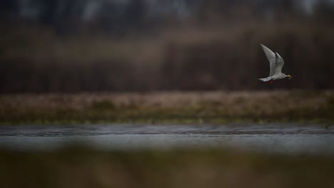 Die-Flussseeschwalbe-Auf-Fischjagd