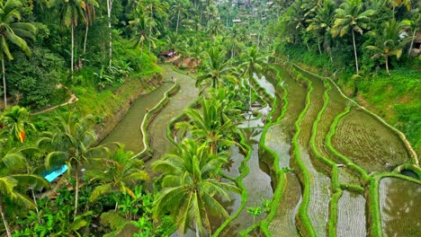 Luftaufnahme-Mit-üppigen-Grünen-Reisterrassen,-Umgeben-Von-Tropischen-Palmen