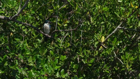 Die-Kamera-Zoomt-Heraus,-Während-Man-Sieht,-Wie-Er-Tief-Im-Baum-Nach-Rechts-Blickt:-Halsband-Eisvogel-Todiramphus-Chloris,-Thailand