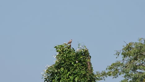 Blick-Nach-Hinten,-Während-Man-Oben-Auf-Einem-Baum-Steht-Und-Die-Kamera-Herauszoomt,-Rotflügelbussard-Butastur-Liventer,-Thailand