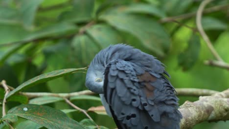 Paloma-Macho-De-Tierra-Azul-Claro,-Claravis-Pretiosa-Posada-En-La-Rama-De-Un-árbol,-Acicalándose-Y-Arreglando-Sus-Plumas,-Esponjando-Su-Plumaje-Para-Mantenerse-Caliente,-Primer-Plano