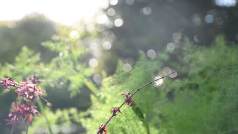 Fuchsia-branch-in-foreground-against-bocca-background-of-fennel-and-garden-sprayer-with-sparkling-water-dropping-and-sunbursts-in-afternoon-summer-sunlight