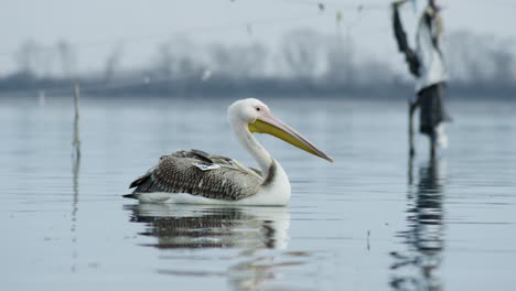 Young-Great-white-pelican-swimming-slow-motion-lake-Kerkini-Greece