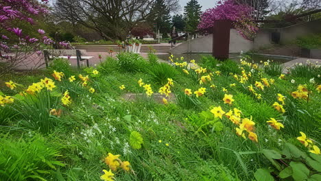 Timelapse-shot-inside-a-garden-with-yellow-blooming-tulips-and-daffodils-with-people-walking-around-in-a-park-on-a-cloudy-day