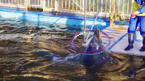 Slow-motion-Shot-as-dolphin-does-tricks-in-confined-space