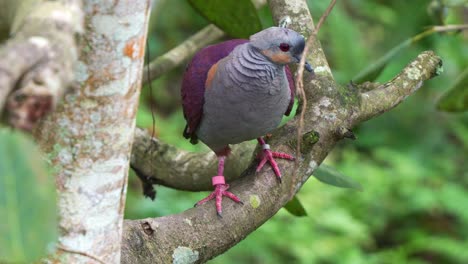 Crested-Quail-dove,-geotrygon-versicolor,-perched-on-tree-branch,-alerted-by-the-surrounding-sounds,-wondering-around-environment,-close-up-shot-of-near-threatened-bird-species