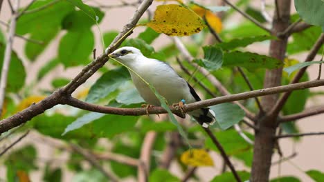 Black-winged-myna,-acridotheres-melanopterus-perched-on-tree-branch,-chirping-amidst-the-forest-and-wondering-around-its-surrounding-environment,-close-up-shot-of-an-endangered-bird-species