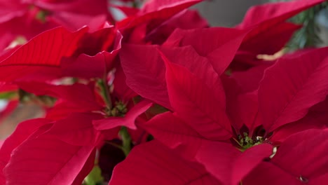 Flores-Y-Plantas-De-Poinsettia-Navideña-Roja,-Una-Decoración-Común-De-Temporada-En-El-Hogar