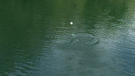 Ein-Fisch,-Der-Am-Haken-Hängt---Aufnahme-Aus-Einem-Hohen-Winkel