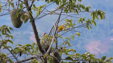 Saffron-Finch-bounces-pecking-on-branch-of-Guanabana-fruit-tree,-telephoto-hazey-background