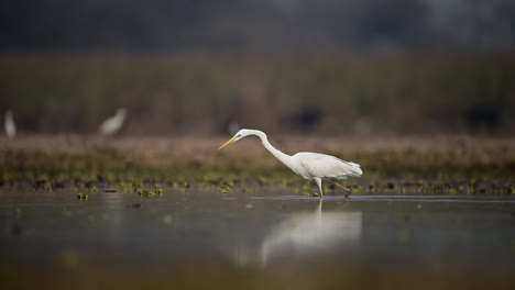 La-Gran-Garza-Cazando-En-El-Lago-Por-La-Mañana.