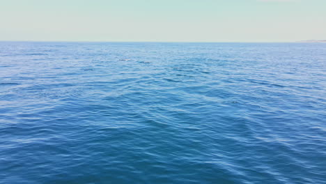 Trucking-drone-shot-of-common-dolphins-swimming-at-azure-blue-ocean-surface