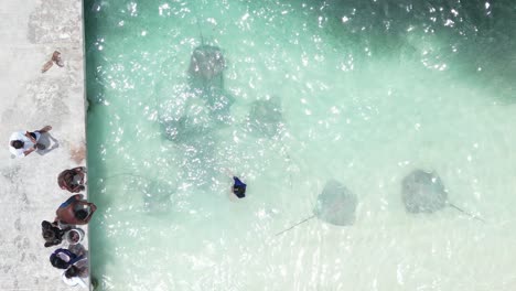 Locals-feeding-stingrays-for-tourist-pictures,-Fulidhoo-Island,-Maldives