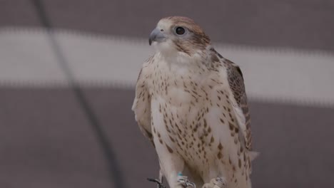 Close-up-of-a-falcon-perched,-detailed-feather-pattern,-soft-focus-on-background