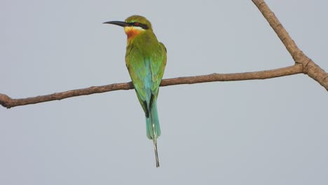 Bee-eater-relaxing-on-tree