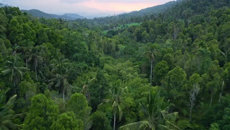 Vista-Aérea-De-Un-Denso-Bosque-Tropical-Durante-Las-Primeras-Horas-De-La-Tarde